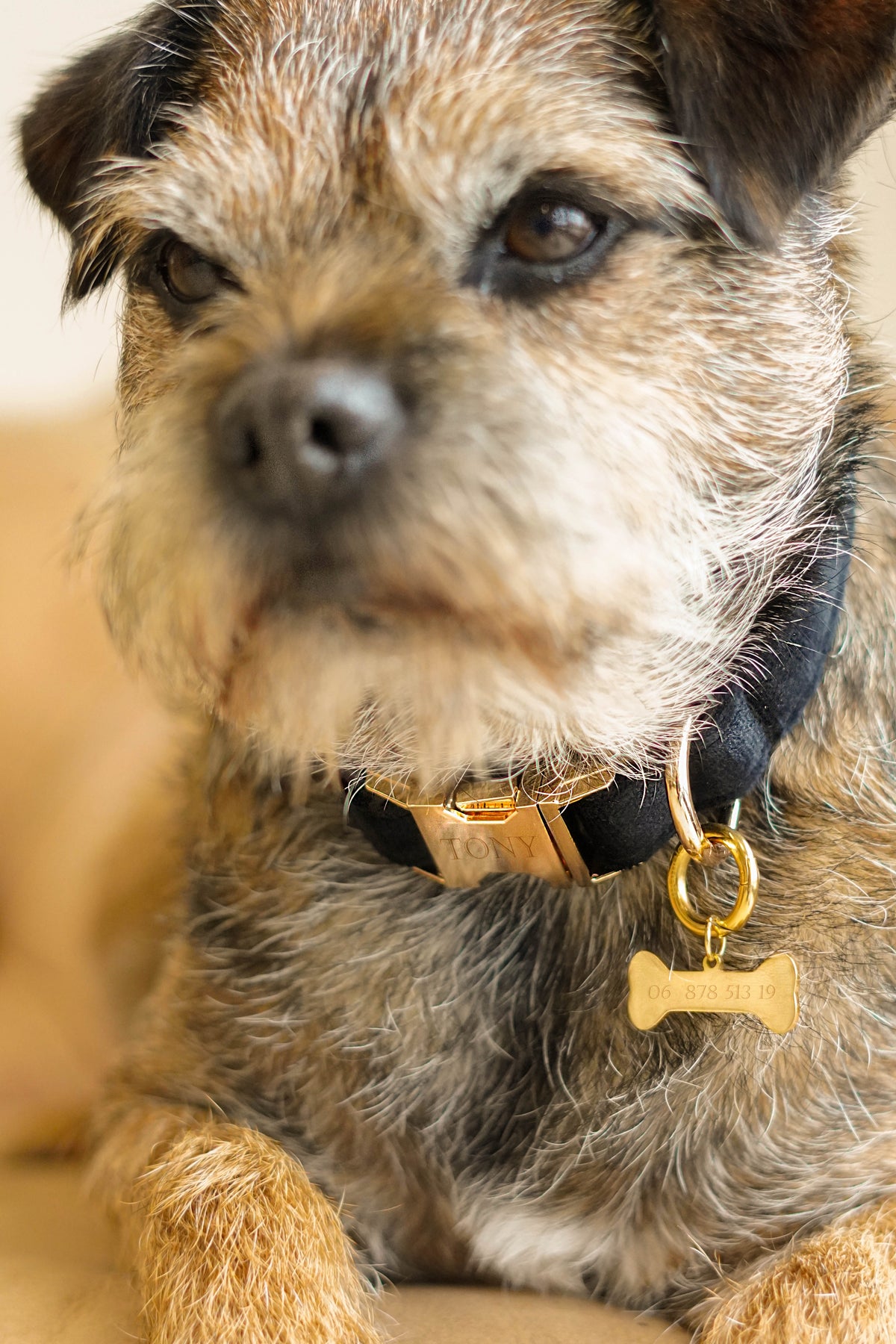 Pet Tag Bone - RVS goud