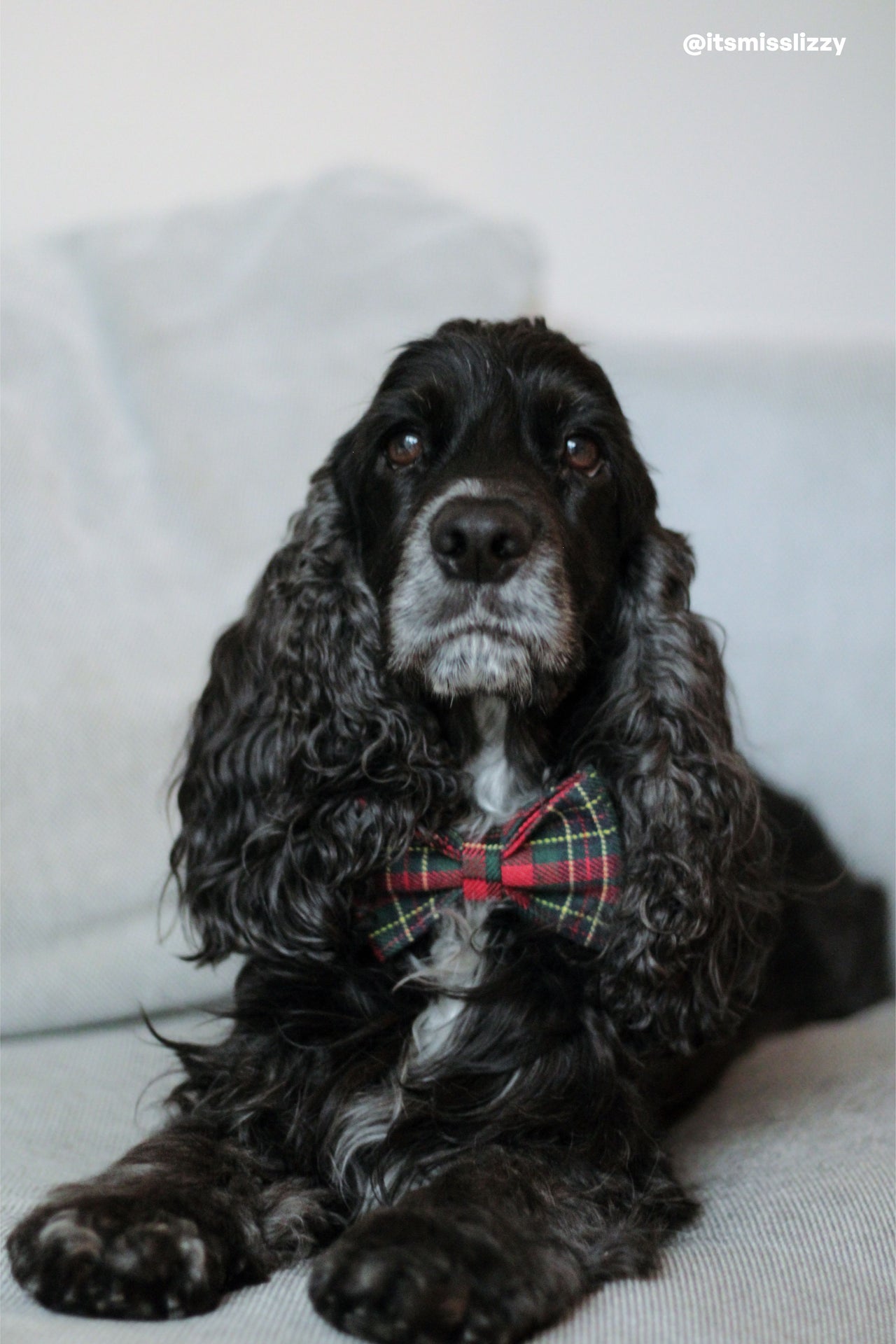 Personalized Dog Collar Tartan *Festive edition* - Stainless steel gold