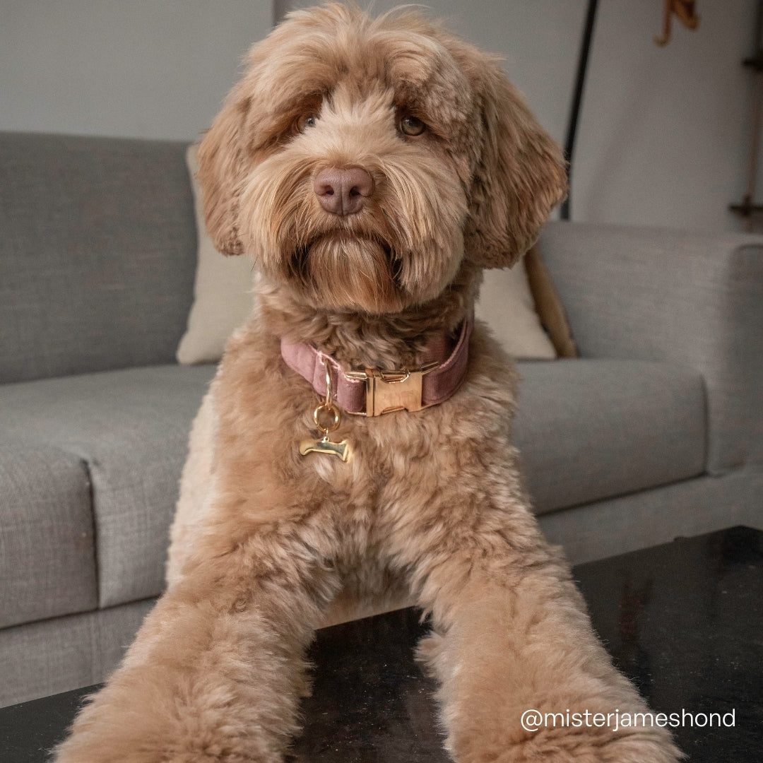 Collier de Chien avec Nom Warm Biscuit - Acier inoxydable or