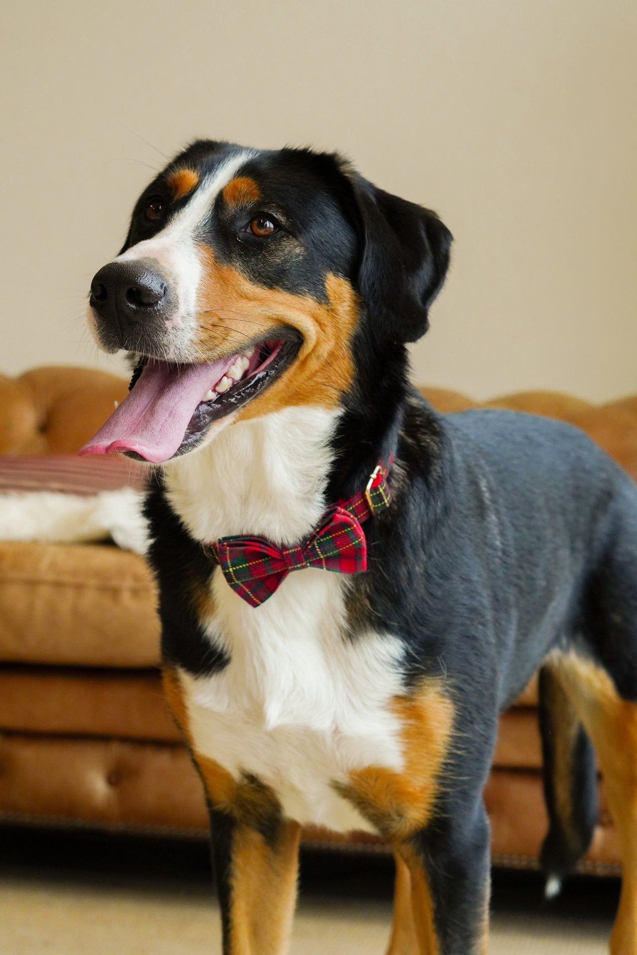 Hundehalsband mit Namen Tartan - Edelstahl gold