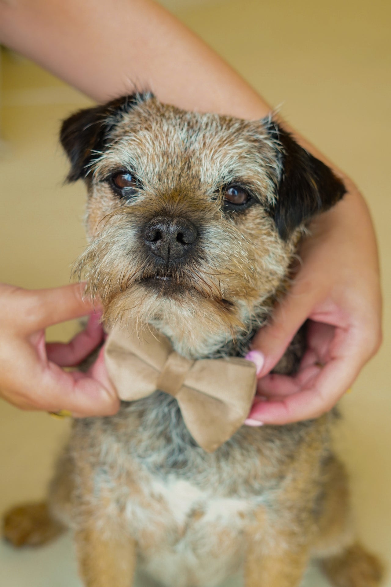 Collier de Chien avec Nom Warm Biscuit - Acier inoxydable or