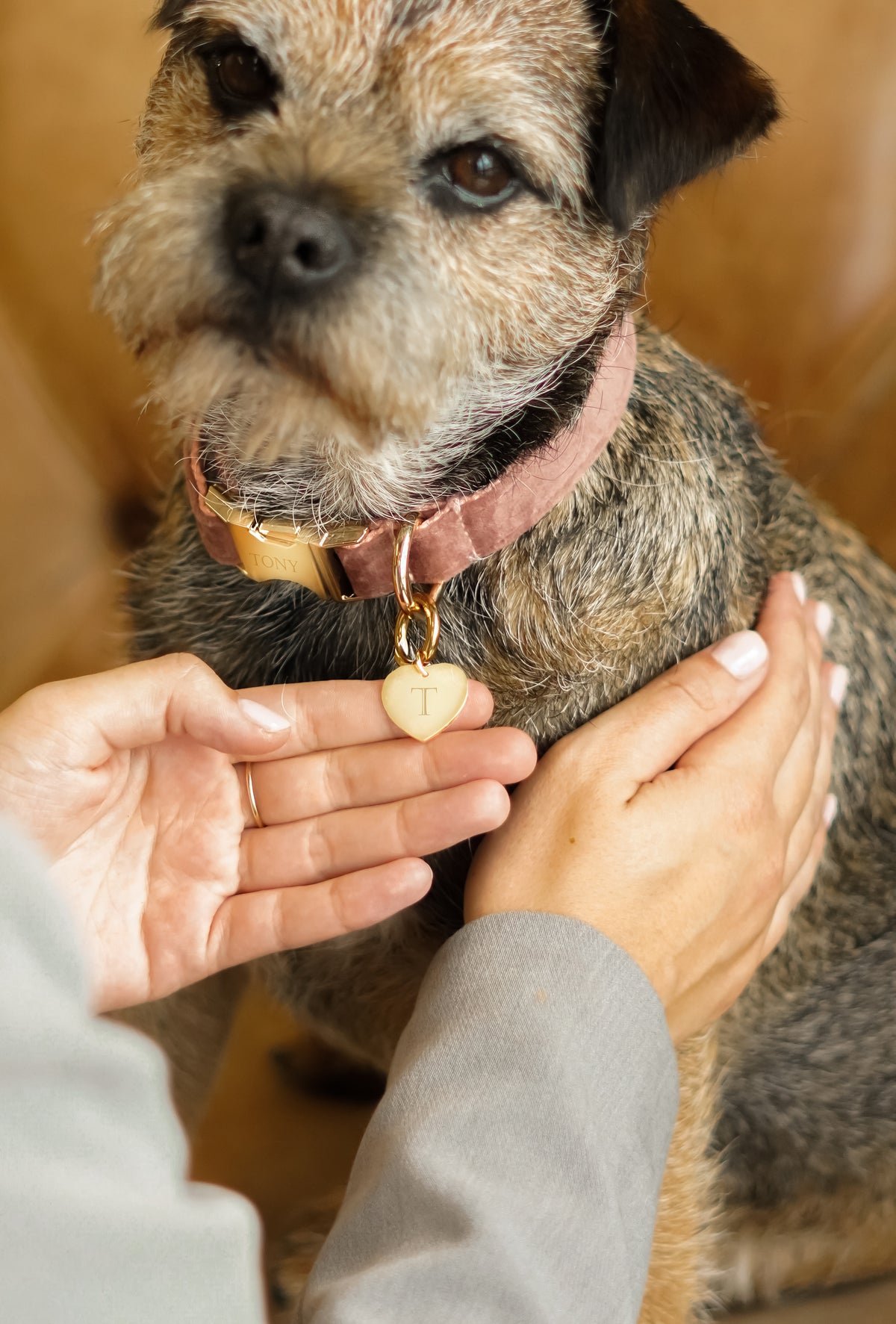 Collier de Chien avec Nom Vintage Rose - Acier inoxydable or